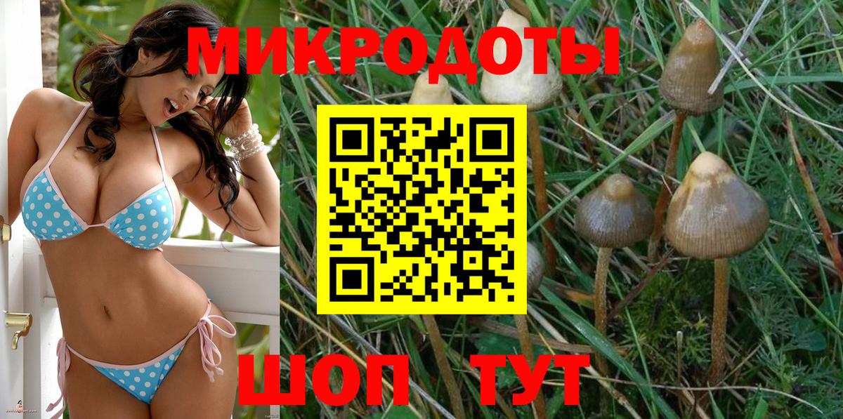 Галлюциногенные грибы Psilocybine cubensis Димитровград